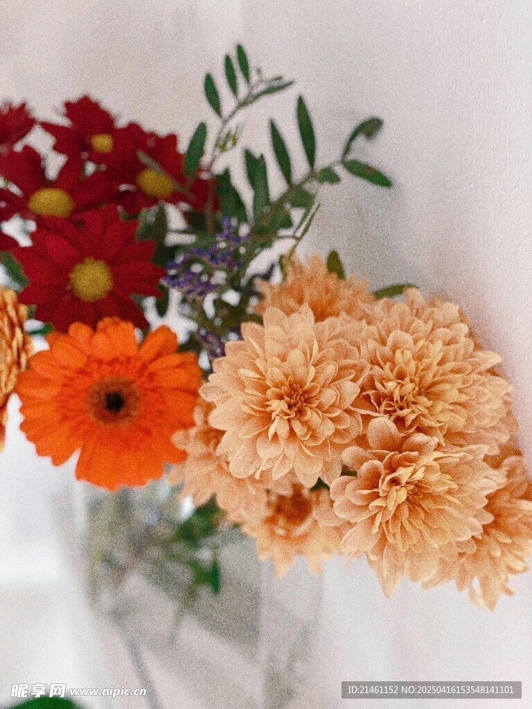 非洲菊