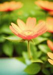 非洲菊