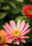 非洲菊