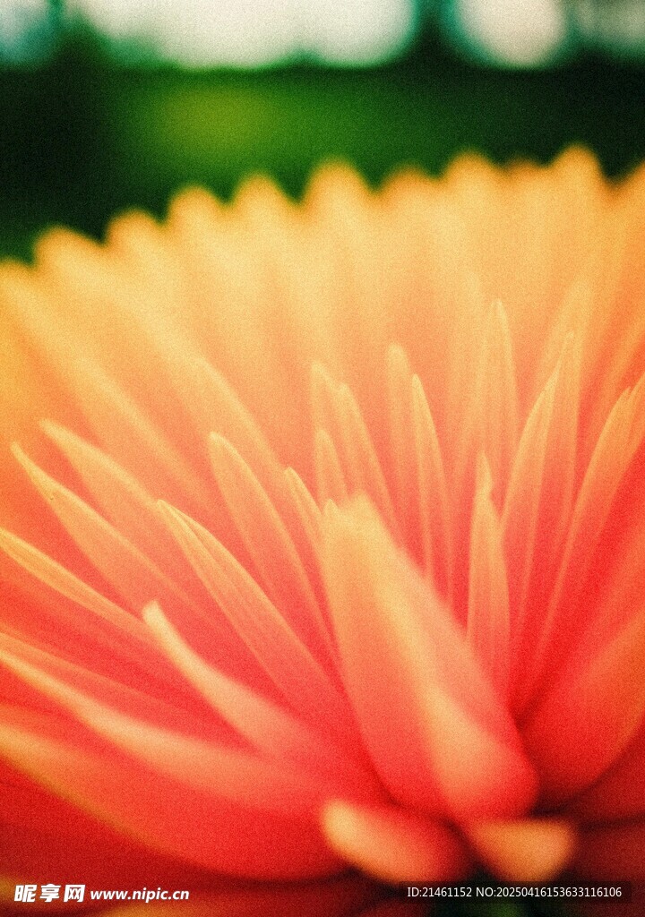 非洲菊