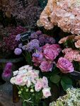 非洲菊
