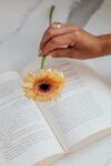 非洲菊
