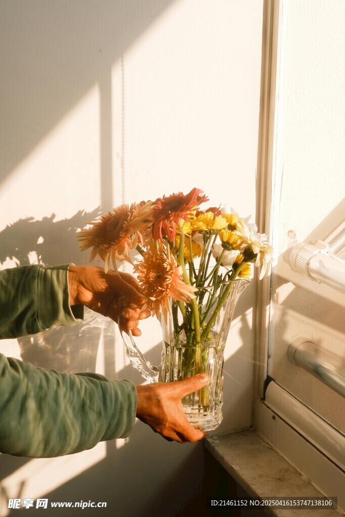 非洲菊