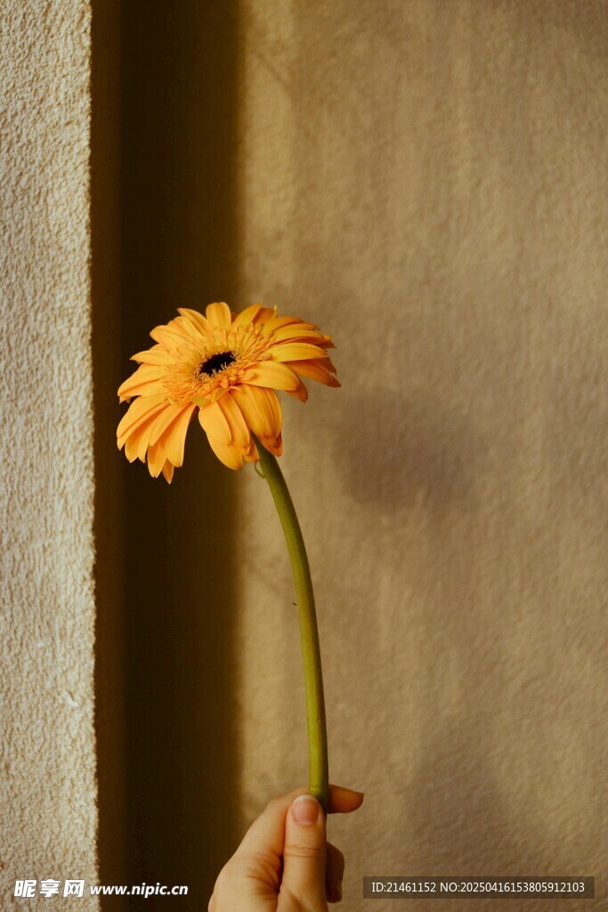 非洲菊