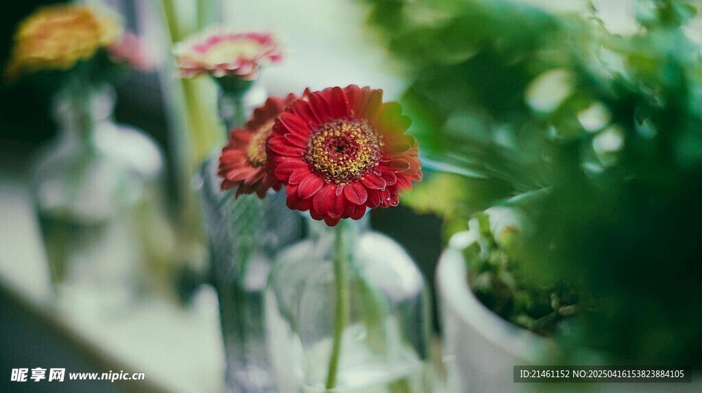 非洲菊