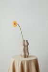 非洲菊