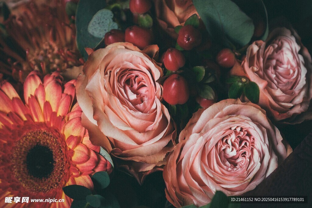 非洲菊