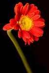 非洲菊