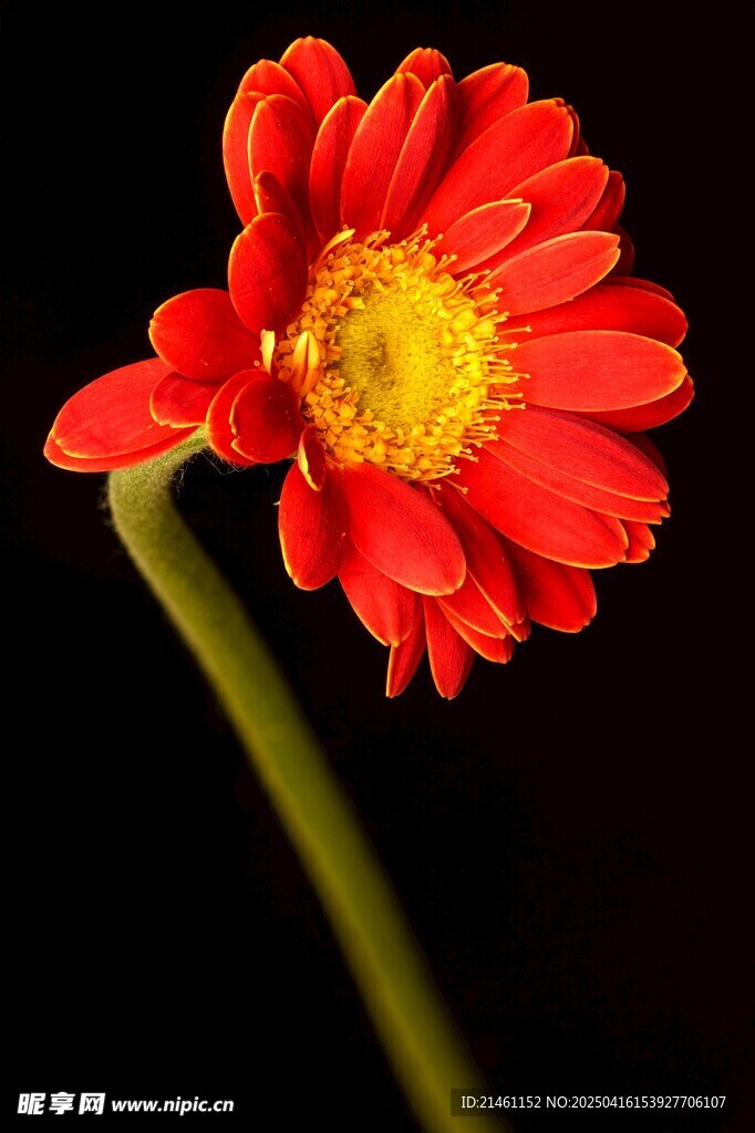非洲菊