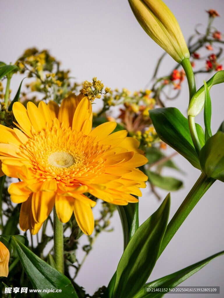 非洲菊