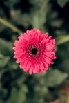 非洲菊