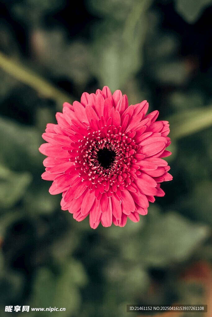 非洲菊