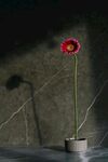 非洲菊
