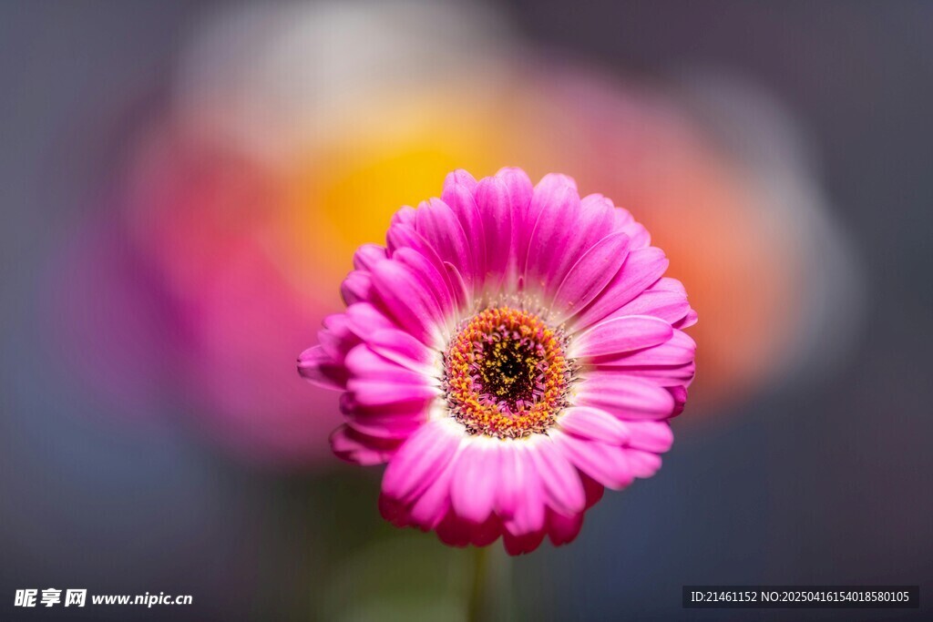 非洲菊
