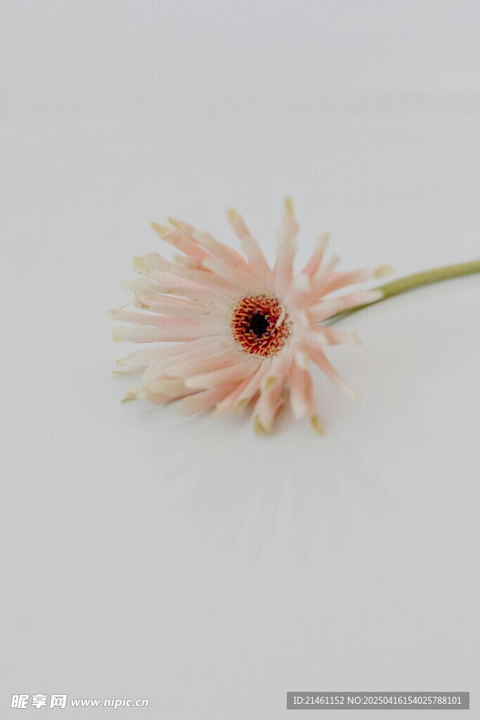 非洲菊