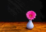 非洲菊