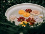 非洲菊
