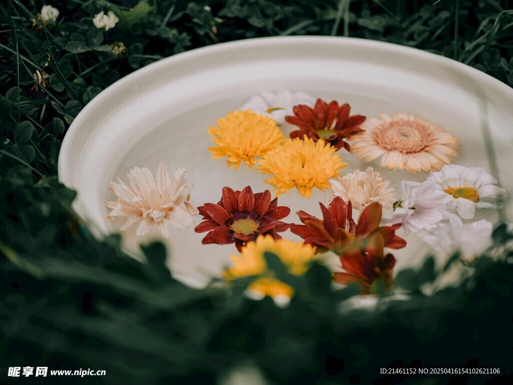 非洲菊