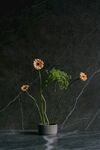 非洲菊