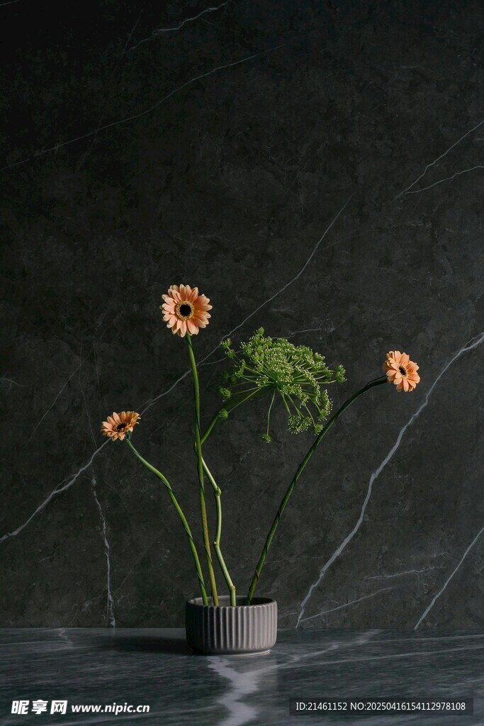 非洲菊
