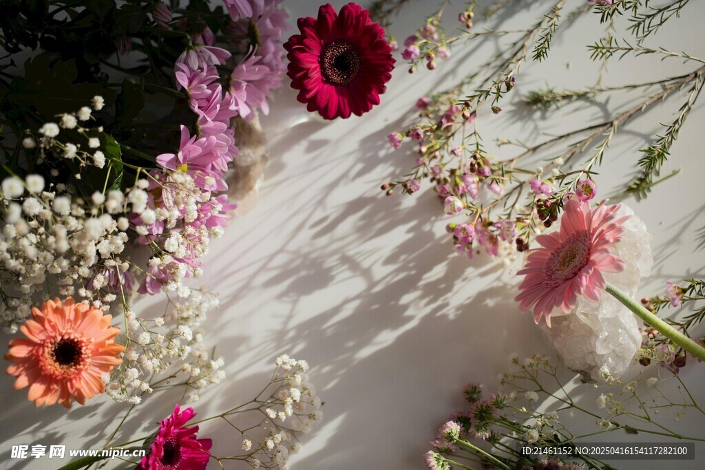 非洲菊