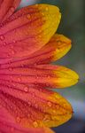 非洲菊