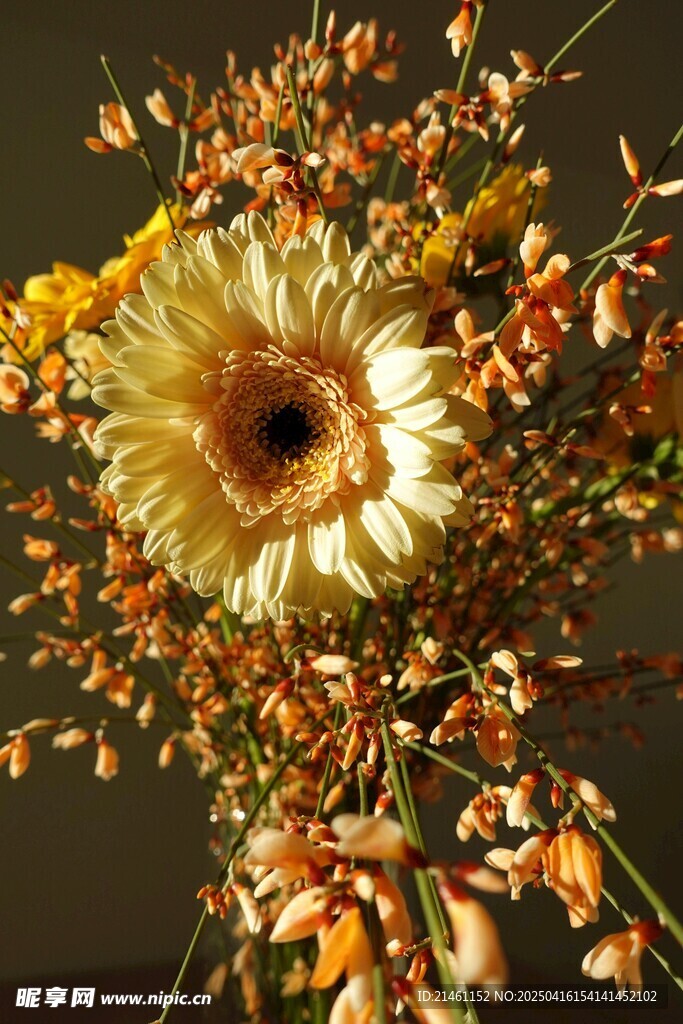 非洲菊