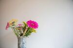 非洲菊