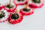 非洲菊