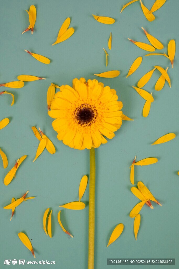 非洲菊