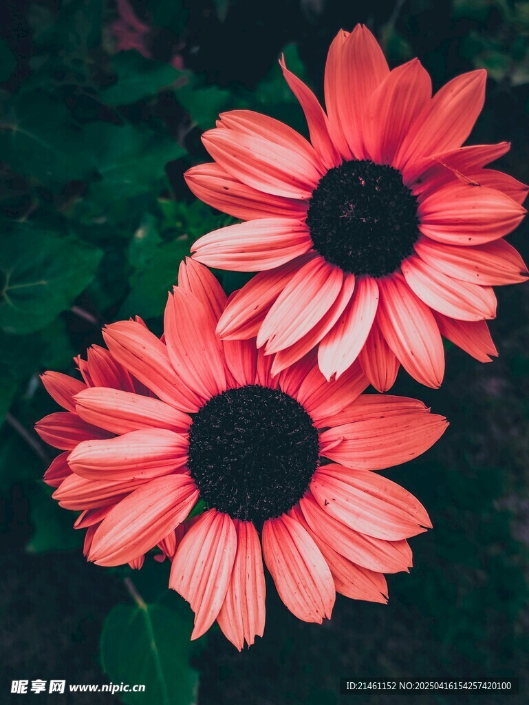 非洲菊
