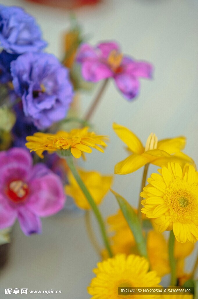 非洲菊
