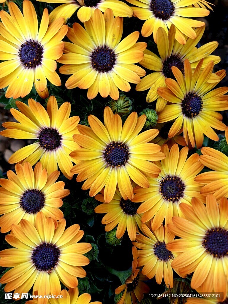 非洲菊