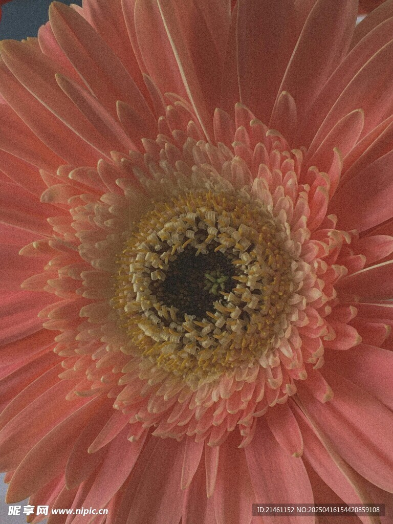 非洲菊