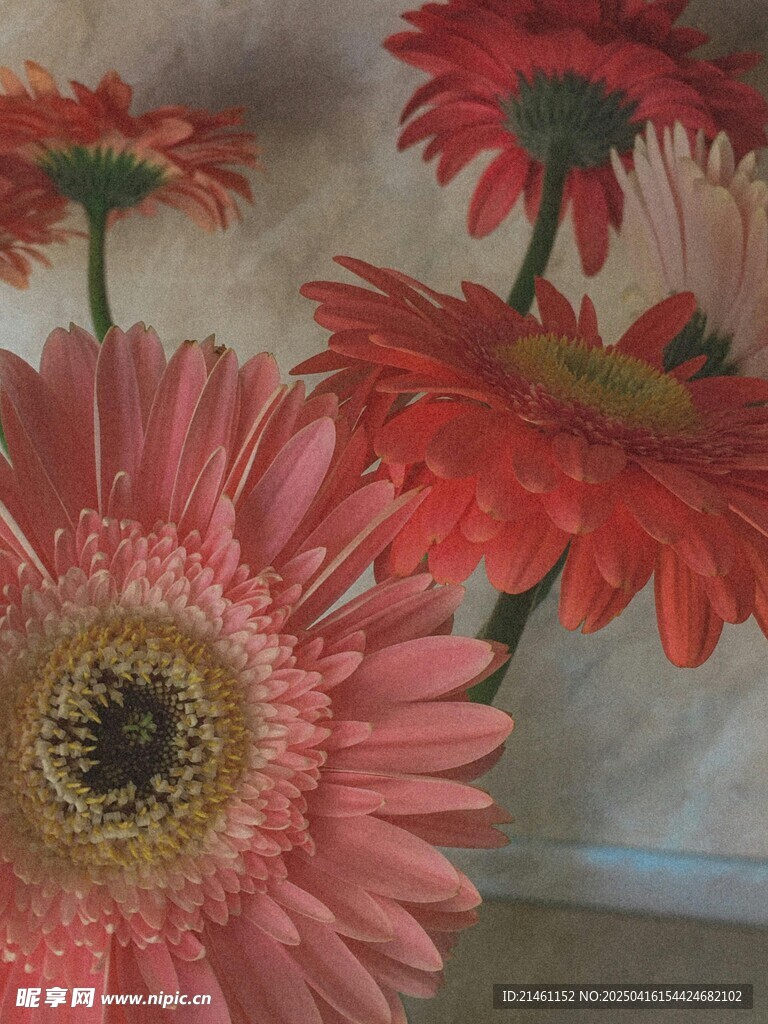 非洲菊