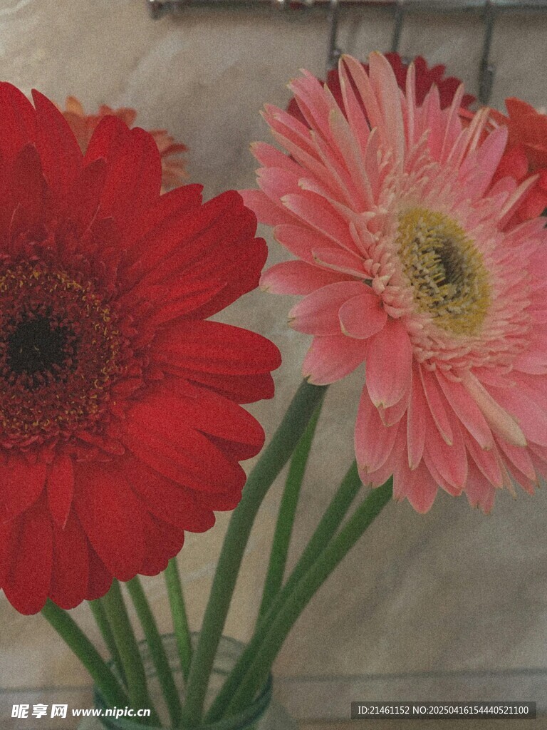 非洲菊
