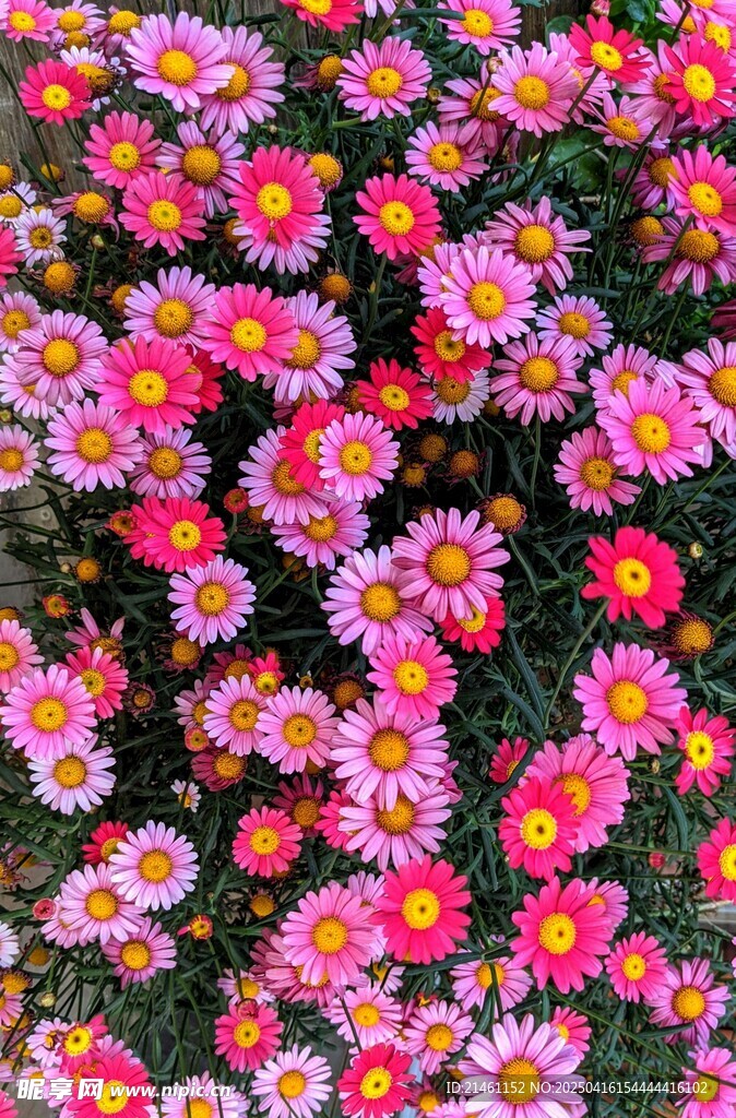 非洲菊