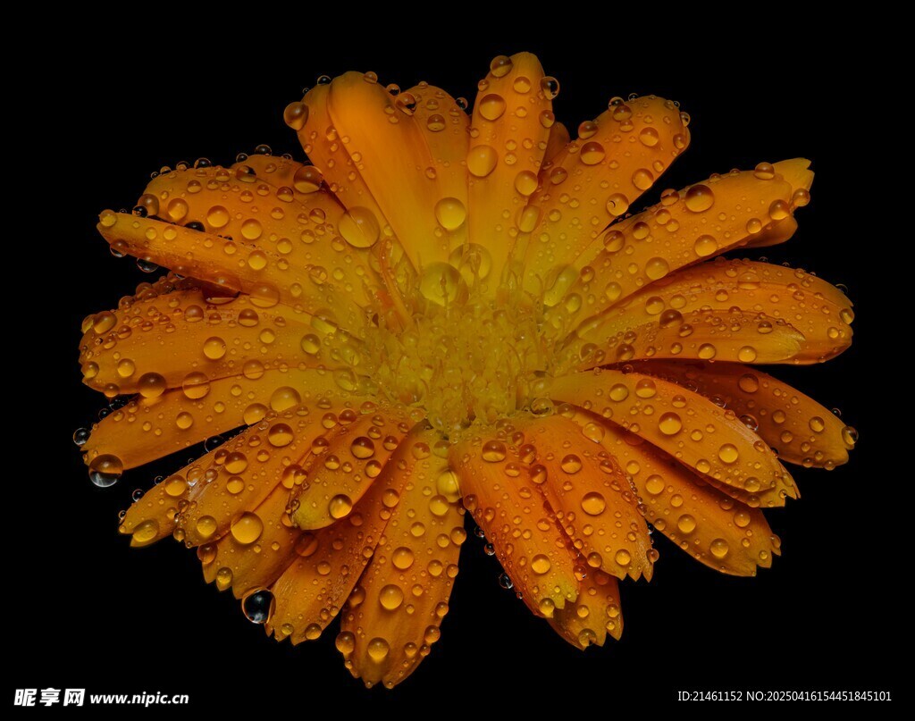 非洲菊