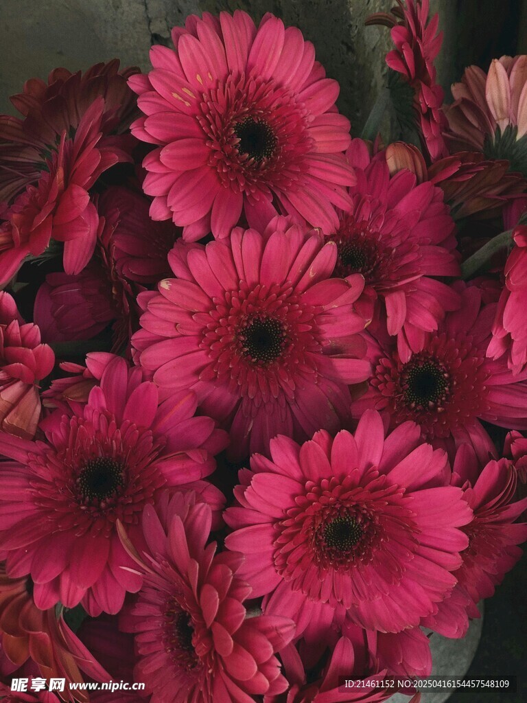 非洲菊
