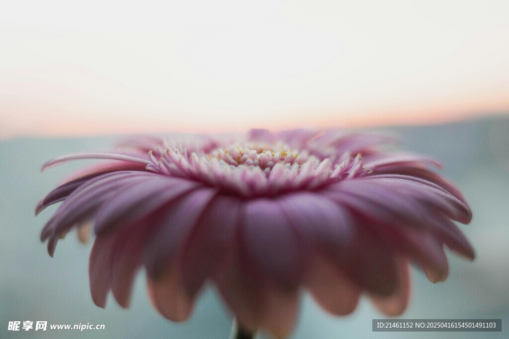 非洲菊