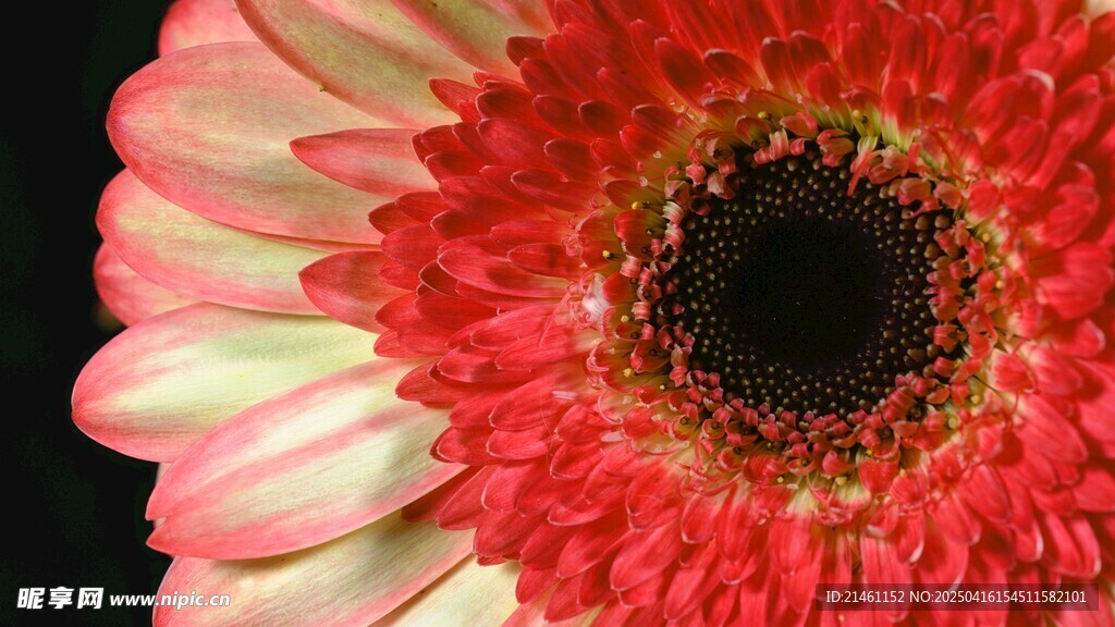 非洲菊