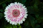 非洲菊