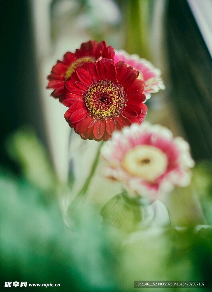 非洲菊