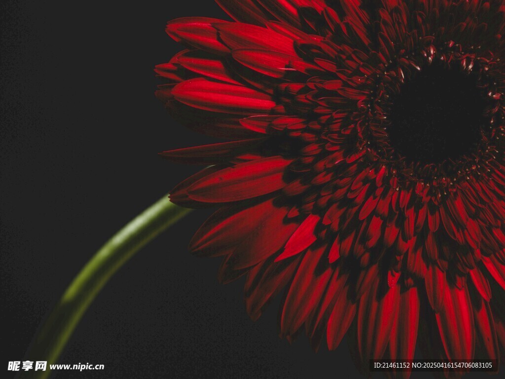 非洲菊