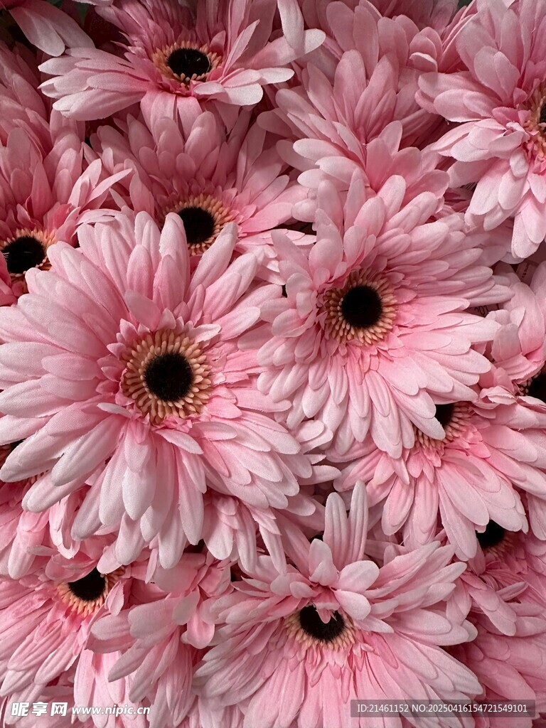 非洲菊