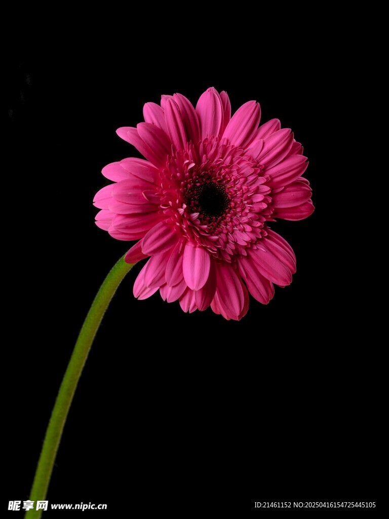 非洲菊