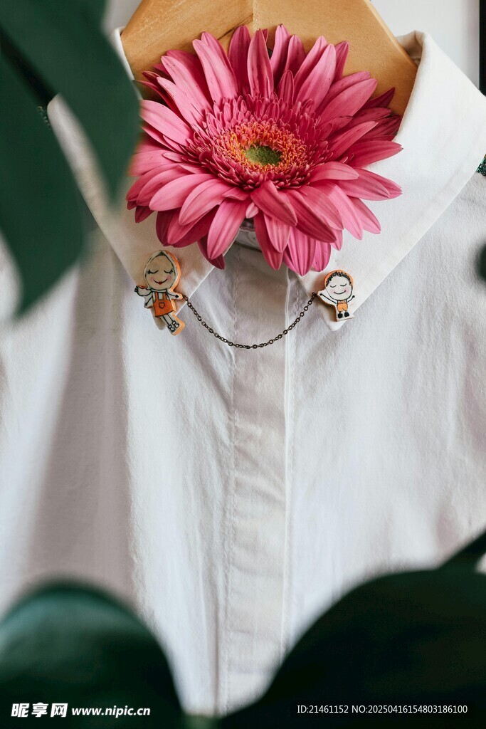 非洲菊