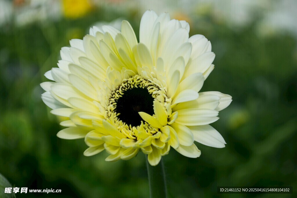 非洲菊