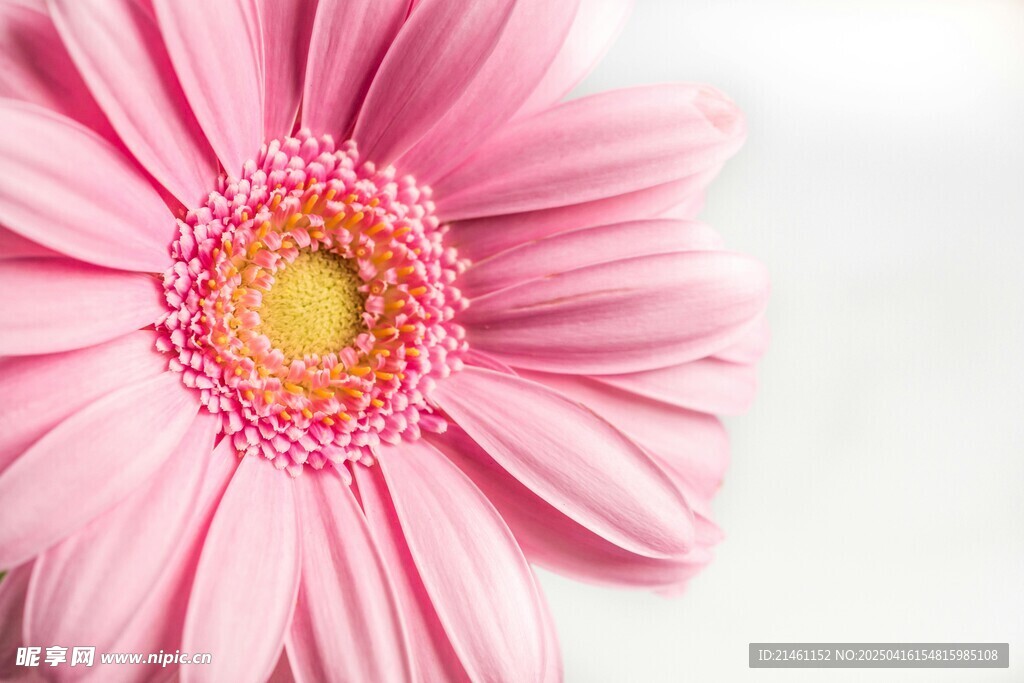非洲菊