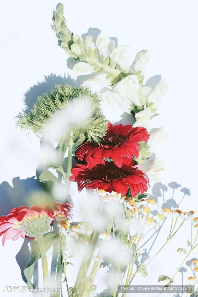 非洲菊
